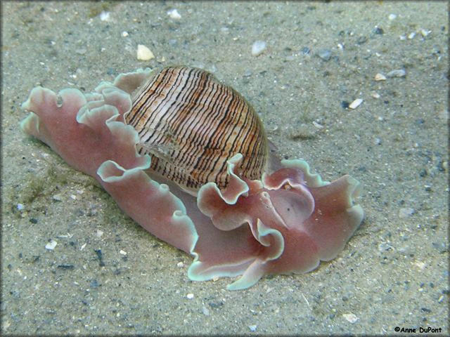 Hydatina physis (Linnaeus, 1758) Brown-line Paperbubble