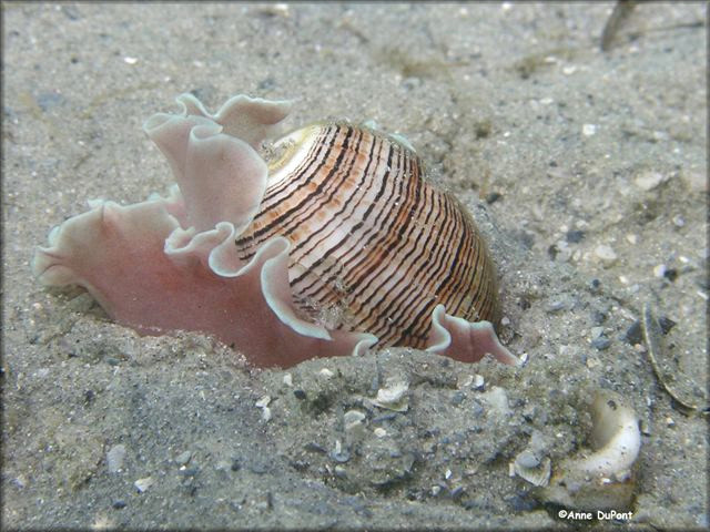 Hydatina physis (Linnaeus, 1758) Brown-line Paperbubble