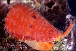 Conus arangoi Sarasa, 1977