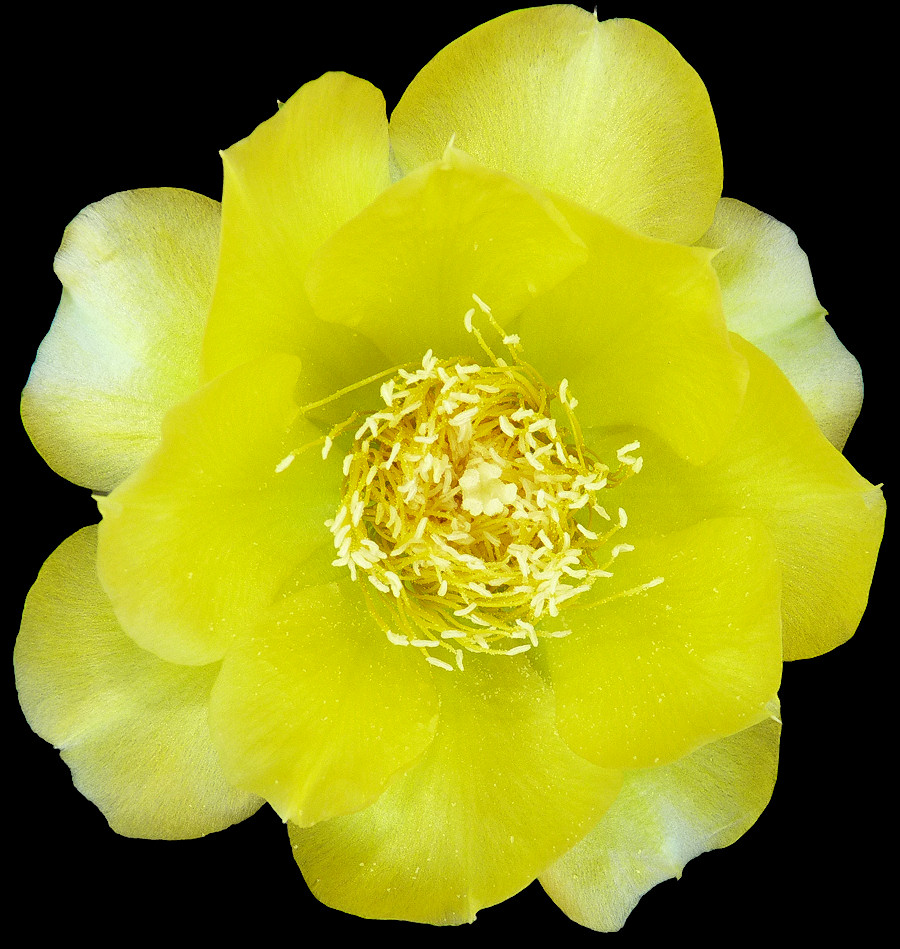 Eastern Prickly Pear Cactus [Opuntia austrina]