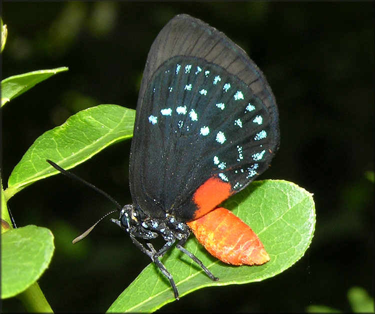 Atala [Eumaeus atala] Shortly After Emerging From Chrysalis