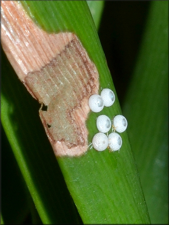 Atala [Eumaeus atala] Eggs