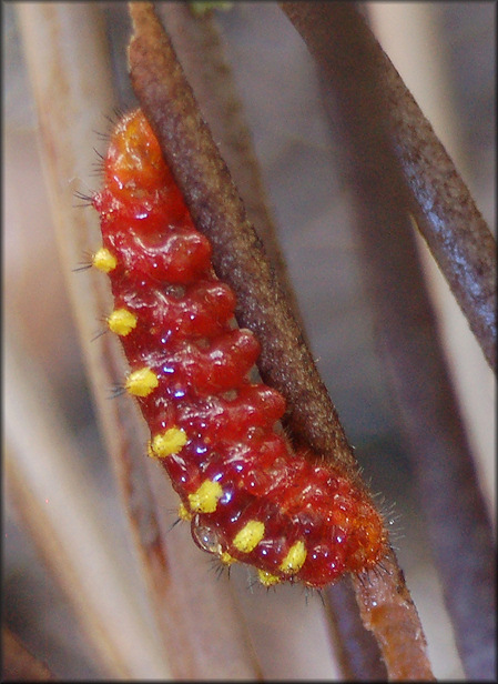 Atala [Eumaeus atala] Larva