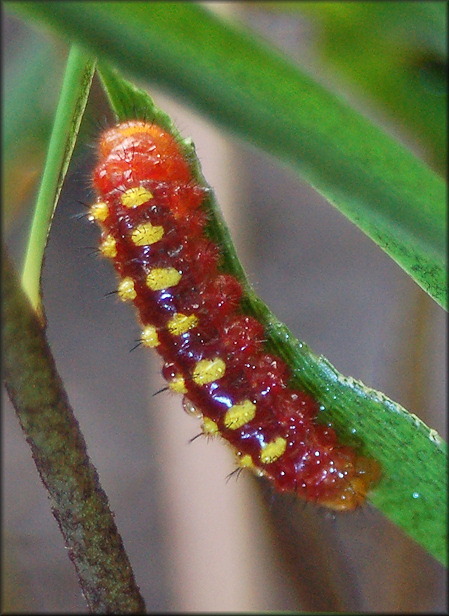 Atala [Eumaeus atala] Larva