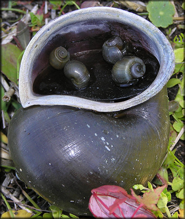 Unusually Large Pomacea paludosa From The Lake (3/15/2006)