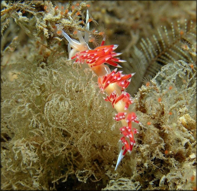 Flabellina verta (Ev. Marcus, 1970)