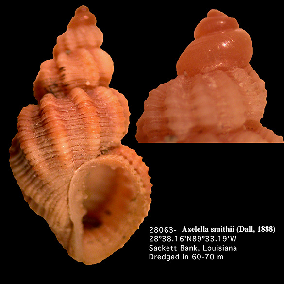 Axelella smithii  (Dall, 1888) Smith’s Nutmeg