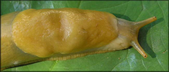 Ariolimax columbianus (Gould in A. Binney, 1851) Banana Slug