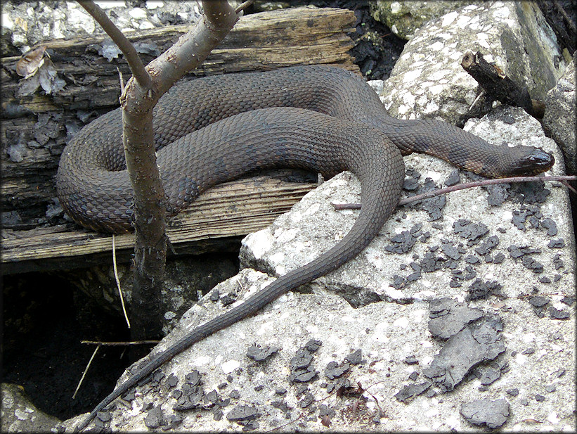 Florida Banded Water Snake [Nerodia fasciata pictiventris]