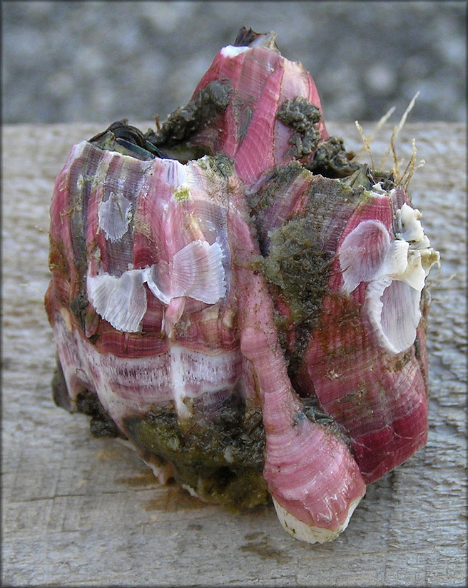 Megabalanus coccopoma Titan Acorn Barnacle (cluster of three)