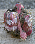 Megabalanus coccopoma Titan Acorn Barnacle (cluster of three)