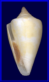 Norma's Conus anabathrum