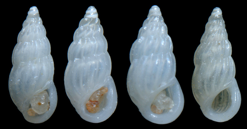 Schwartziella catesbyana (d’Orbigny, 1842) Catesby’s Risso