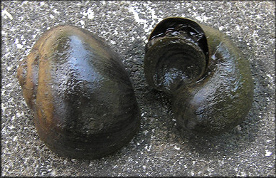 Mating Pomacea pair found in the ditch