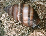 Bulimulus guadalupensis