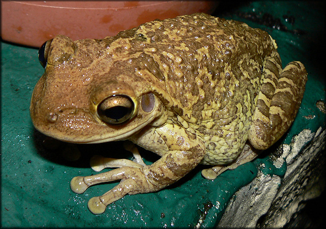 Cuban Treefrog [Osteopilus septentrionalis]