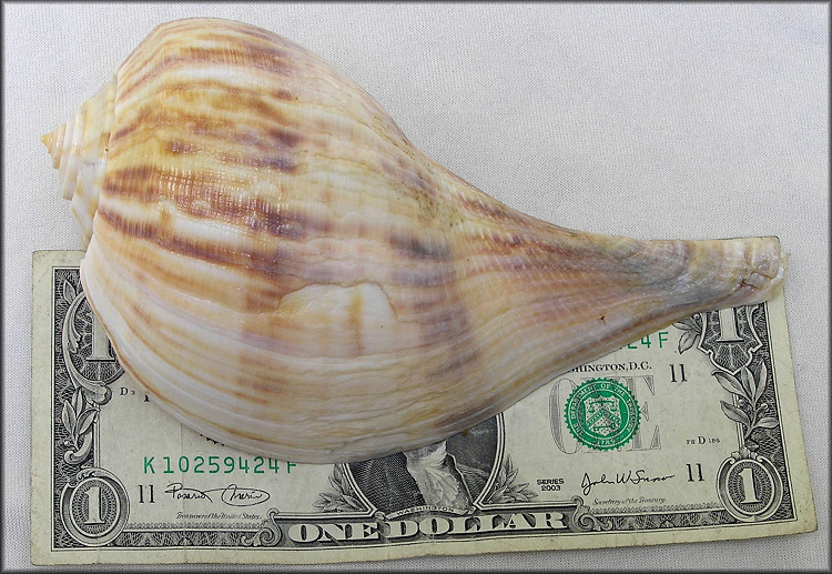 Fulguropsis spirata (Lamarck, 1816) Pear Whelk Large Female