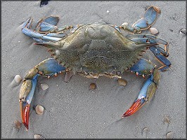 Callinectes sapidus | Blue Crab [Female]