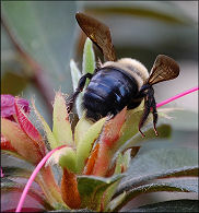 Bumble Bee [Bombus species]