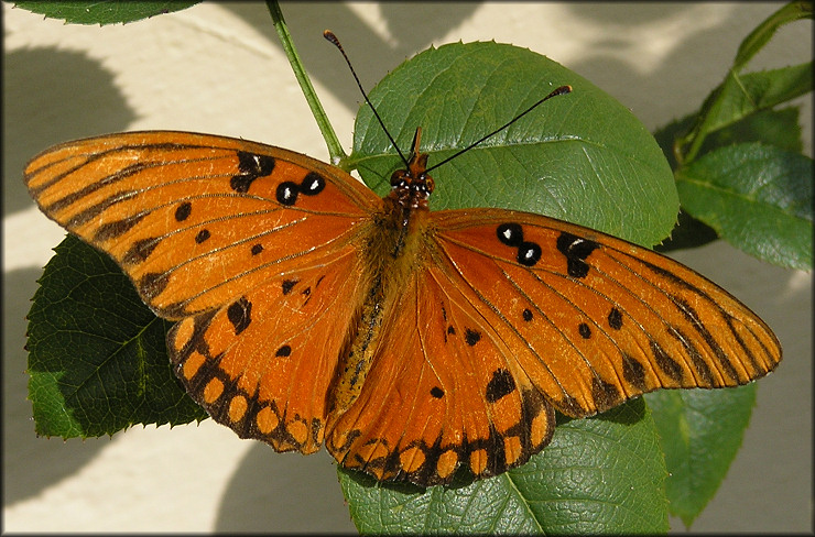 Gulf Fritillary [Agraulis vanillae]