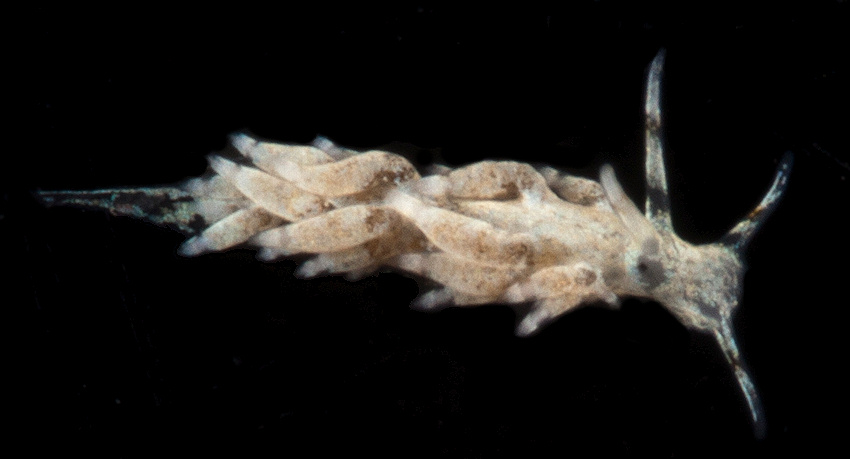 Cuthona species