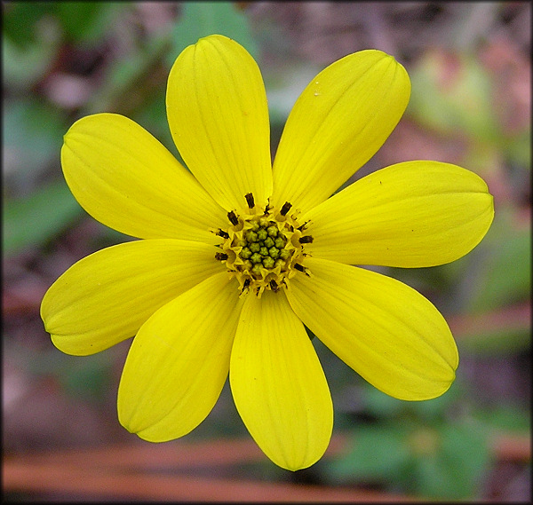 Beggartick [Bidens species - possibly B. mitis]