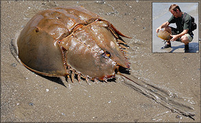Limulus polyphemus Horseshoe Crab Large Female