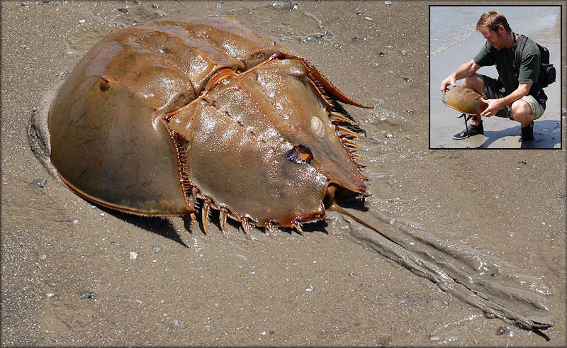 Limulus polyphemus Atlantic Horseshoe Crab Large Female