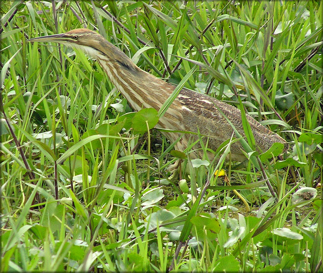 American Bittern [Botaurus lentiginosus]