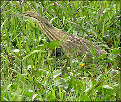 American Bittern [Botaurus lentiginosus]