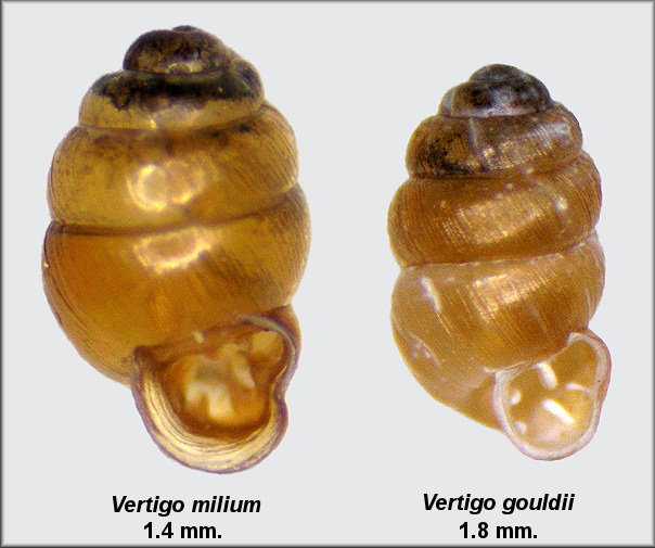 Vertigo gouldii and Vertigo milium