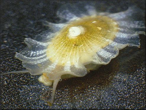 Lucapina adspersa (Philippi, 1845) [= L. sowerbii auctores non (G. B. Sowerby I, 1835)]