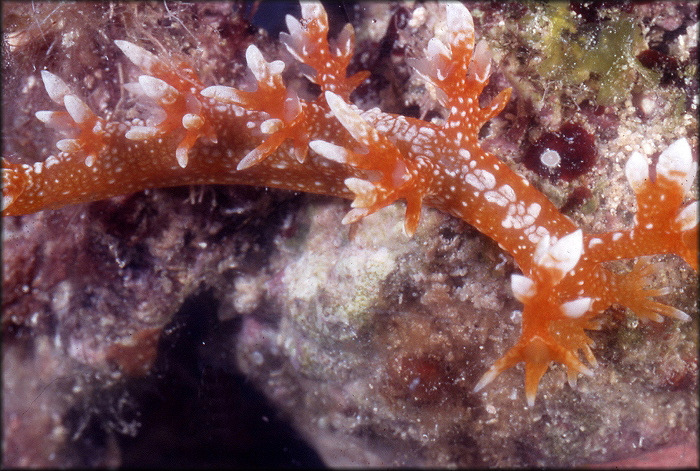 Bornella calcarata Mrch, 1863 Tasseled Nudibranch