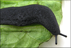 Belocaulus angustipes (Heynemann, 1885) Black-velvet Leatherleaf