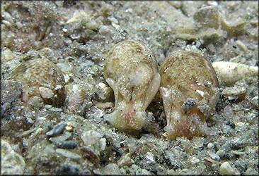 Bulla occidentalis A. Adams, 1850 Western Striate Bubble In Situ