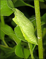 Black Swallowtail [Papilio polyxenes] Chrysalis