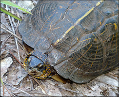 Florida Box Turtle [Terrapene carolina bauri]