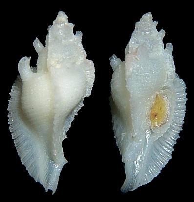 Pterotyphis pinnatus (Broderip, 1833)