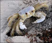 Ocypode quadrata Atlantic Ghost Crab