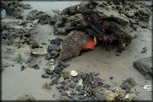 Horse Conch at Big Talbot Island