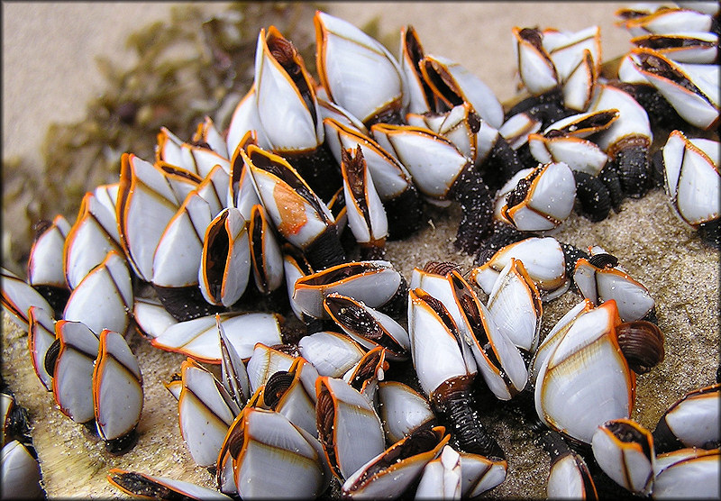 Lepas anserifera Goose Barnacle