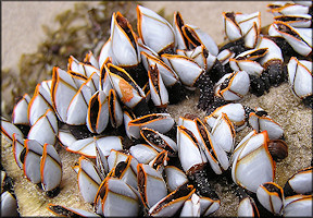 Lepas anserifera Goose Barnacle