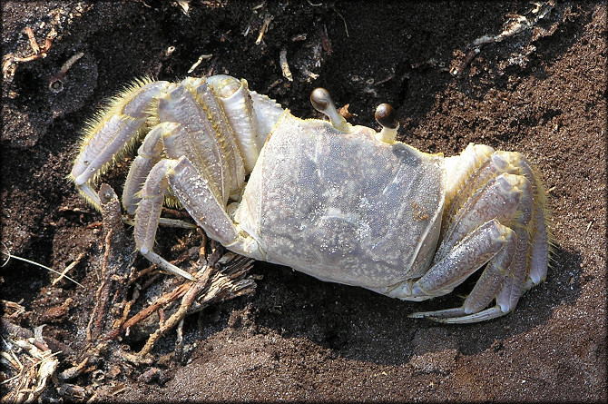 Ocypode quadrata Atlantic Ghost Crab