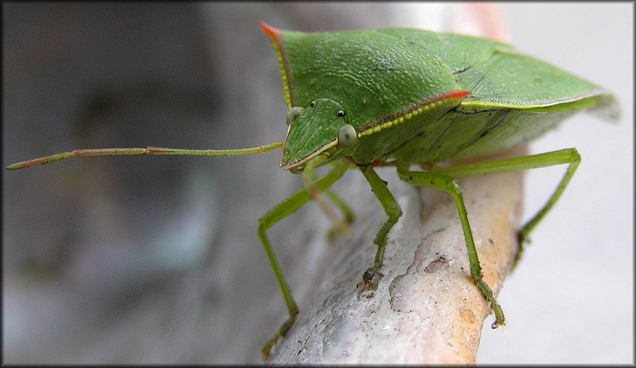 Stink Bug [Family Pentatomidae]