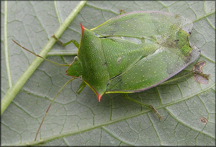 Stink Bug [Family Pentatomidae]