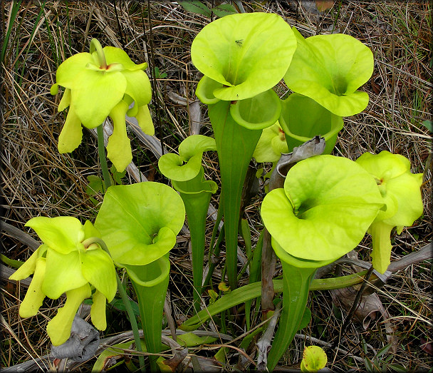 Trumpet-leaf Pitcher Plant [Sarracenia flava]