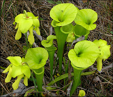 Trumpet-leaf Pitcher Plant [Sarracenia flava]