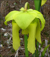 Trumpet-leaf Pitcher Plant [Sarracenia flava]