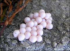 Eggs In situ