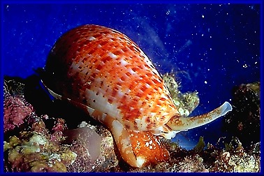 Conus bullatus Linnaeus, 1758 Living Specimen